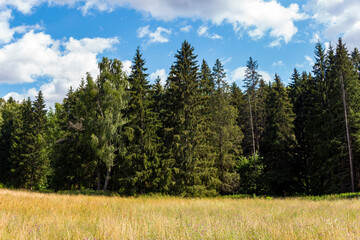 Wild field and spruce forest against a blue sky, picturesque nature of central Russia