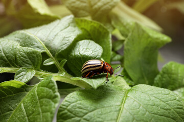 Colorado potato beetle on green plant outdoors, closeup