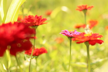 Nature Shots from our Wisconsin farm