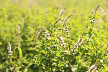 Nature Shots from our Wisconsin farm