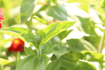 Nature shots from our Wisconsin farm