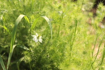 Nature shots from our Wisconsin farm