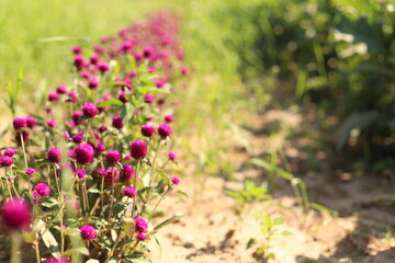 Nature shots from our Wisconsin farm