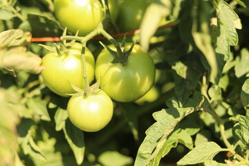 Nature shots from our Wisconsin farm