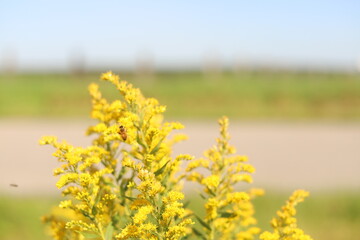 Obraz premium Nature shots from our Wisconsin farm