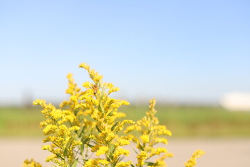 Obraz premium Nature shots from our Wisconsin farm