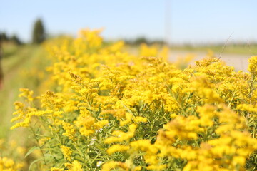 Obraz premium Nature shots from our Wisconsin farm