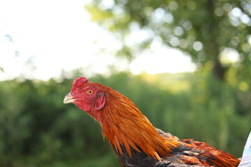 Chickens on the farm!