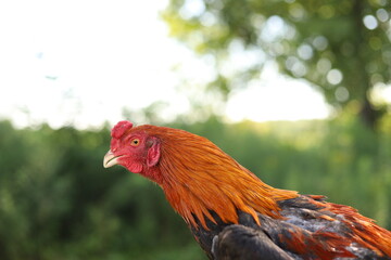 Chickens on the farm!