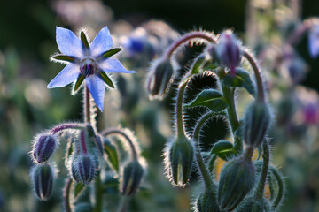 Edible blue flowers for salad. Borage, Borago officinalis. A beautiful fluffy plant in the rays of the sun.