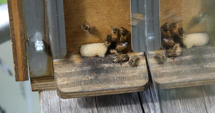 Bees buzz around building honeycombs and feeding the brood