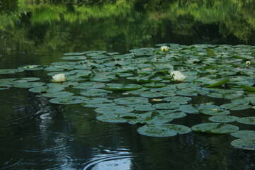 Water lilies