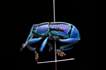 Blue weevil macro