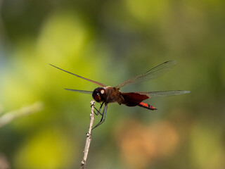 Carolina saddlebags (Tramea carolina) perched on a twig