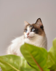 gata colorida de olho azul