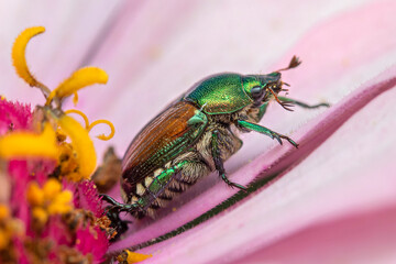 Naklejka premium Japanese Beetle