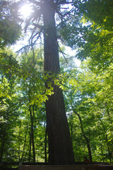 Fototapeta premium trees in the forest