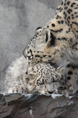 Mother snow leopard with her baby in her mouth © SofotoCool