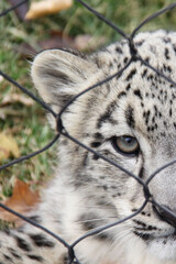 snow leopard cub behind a fence