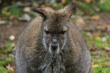 wallaby in the grass