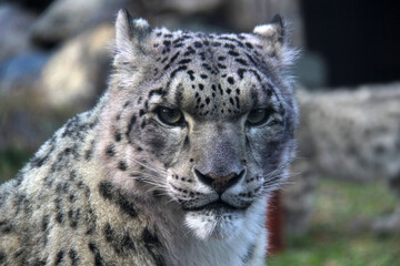 Portrait of a snow leopard