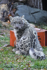 Fototapeta na wymiar Baby snow leopard
