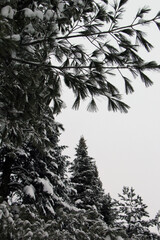 snow covered branches