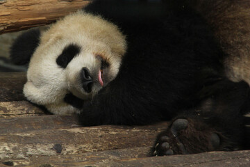 Obraz premium giant panda sleeping