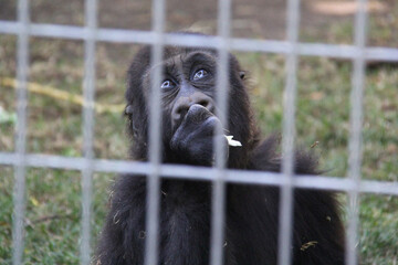 Baby gorilla behind a fence