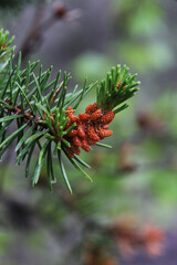 red pine cones