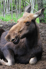 portrait of  moose
