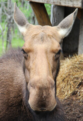 Naklejka na ściany i meble close up of a moose