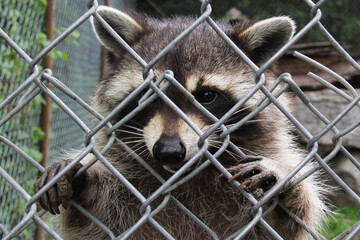 raccoon behind a fence