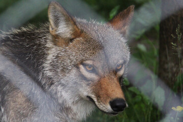 Portrait of a wolf behind a fence