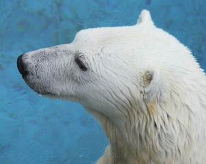 Obraz na płótnie Canvas Polar bear in water