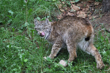 Obraz premium lynx in the grass