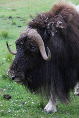 yak in the field