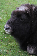 Fototapeta premium buffalo in the field