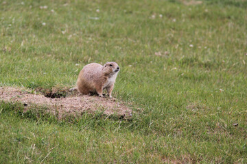 prairie dog on the ground