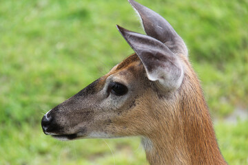close up of a deer