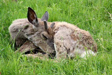 deer sleeping in the woods