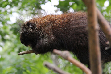 Porcupine in a tree