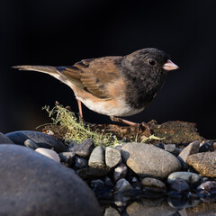 Dark-eyed Junco (Junco hyemalis) drinking water. Corvallis, Oregon.
