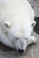 polar bear sleeping