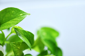 Fototapeta premium fresh plant syngonium