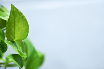 fresh plant syngonium