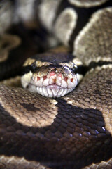 close up of a snake