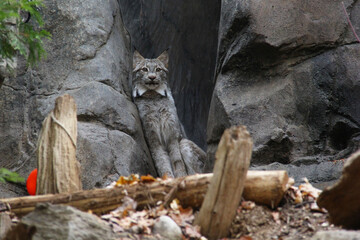 lynx in a zoo