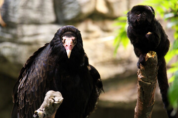 vulture and monkey in the zoo