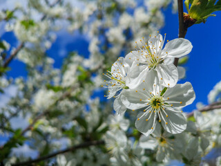 White cherry blossoming flowers with green leaves. Copy space